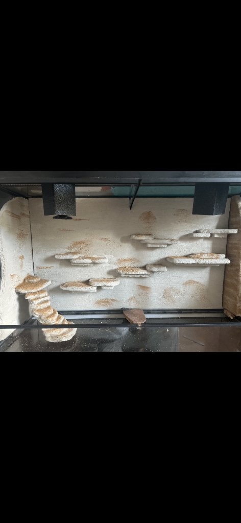 Luipaard gekko (eventueel met terrarium) Leopard Gecko photo 5