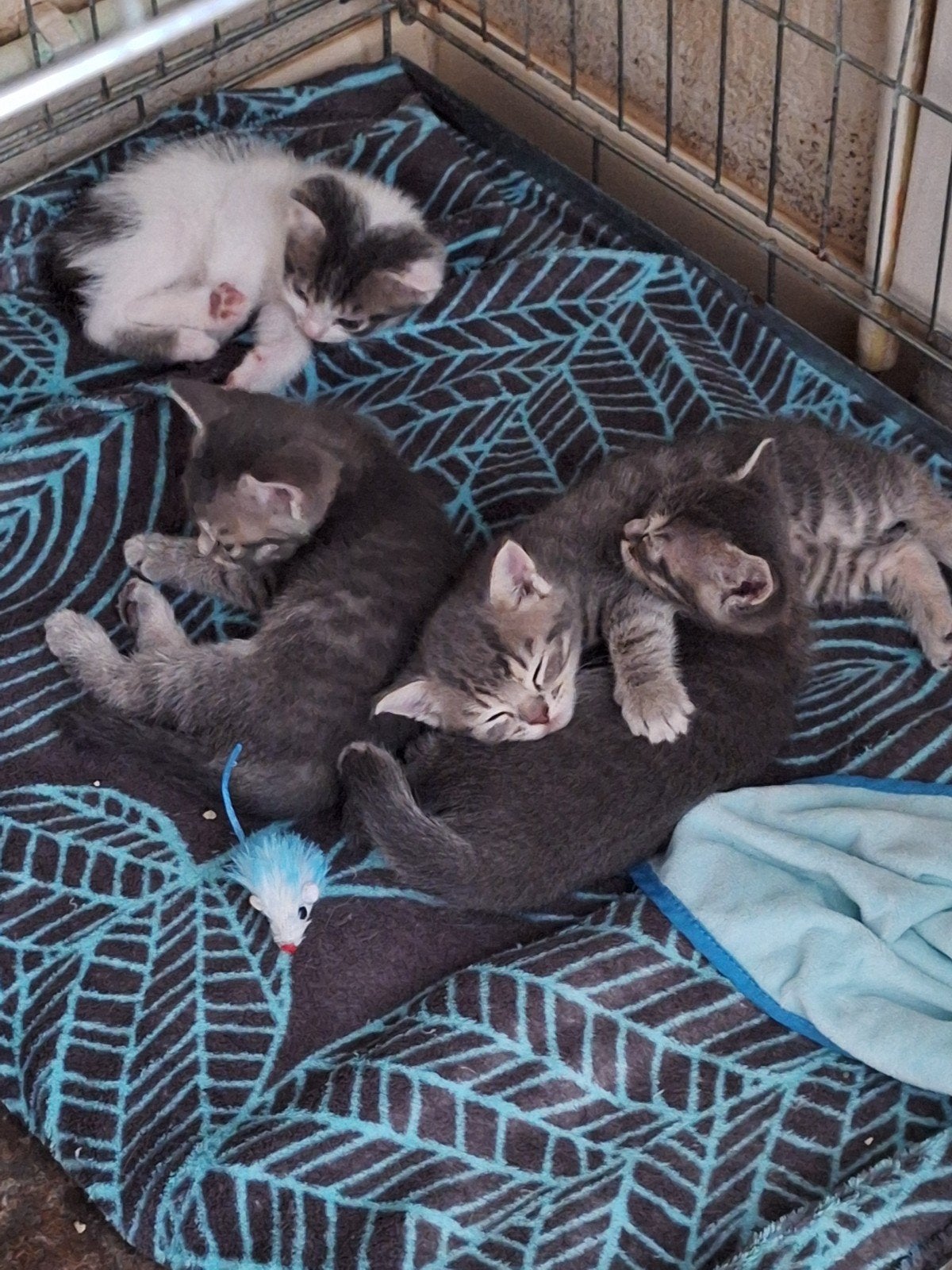 2 poeze kittens Europese Korthaar, Poes, Kortharig, 0 tot 2 jaar