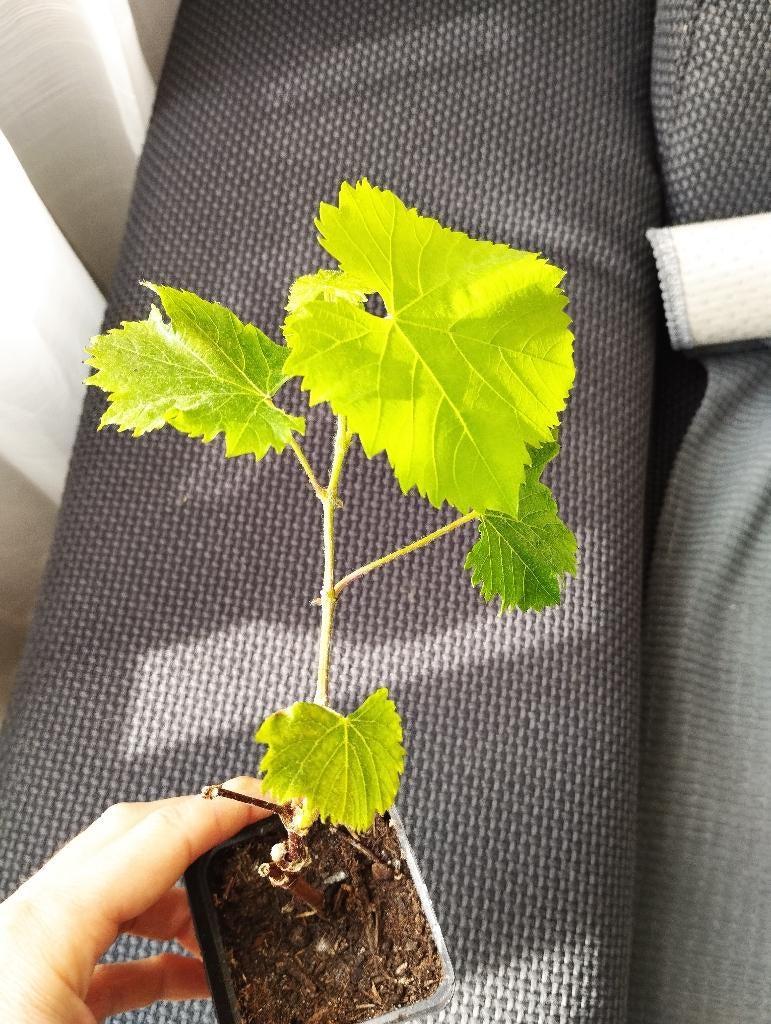 Stekken van druif druivenstek blauwe druif, Ophalen, Vaste plant, Fruitplanten, Volle zon