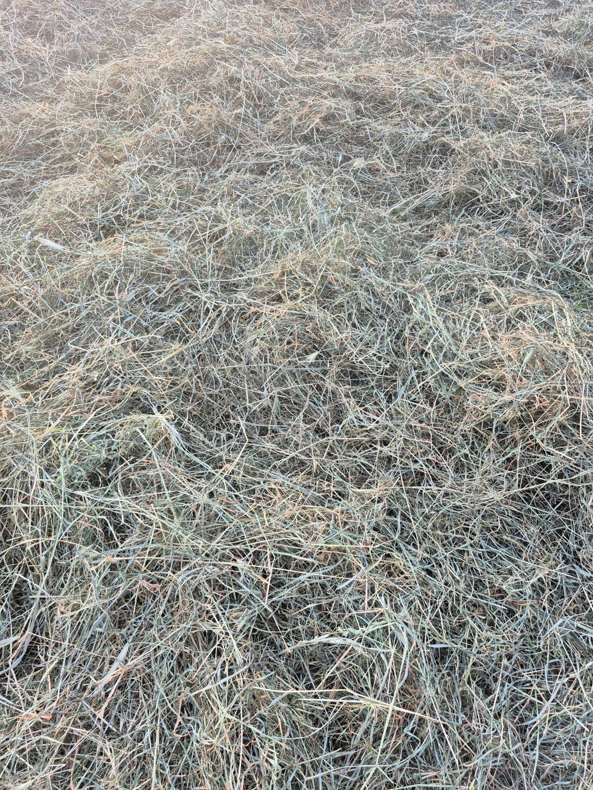 MIDIBALEN HOOI TE KOOP, Dieren en Toebehoren, Dierenvoeding, Ophalen, Vee