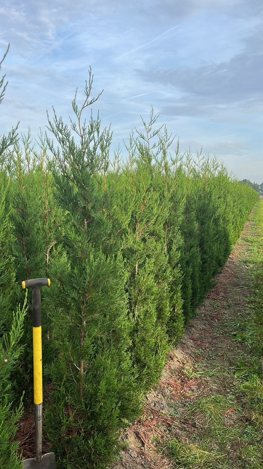 Leylandii 180-200 cm - Direct uit Oisterwijk, Overige soorten, Volle zon, Vaste plant, Ophalen of Verzenden