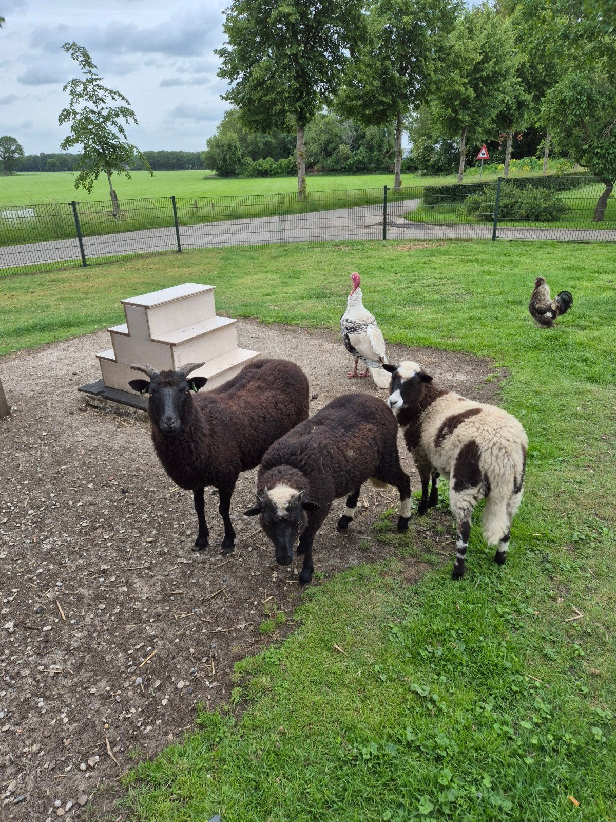 3 schapen, Dieren en Toebehoren, Schapen, Geiten en Varkens, Meerdere dieren, Schaap