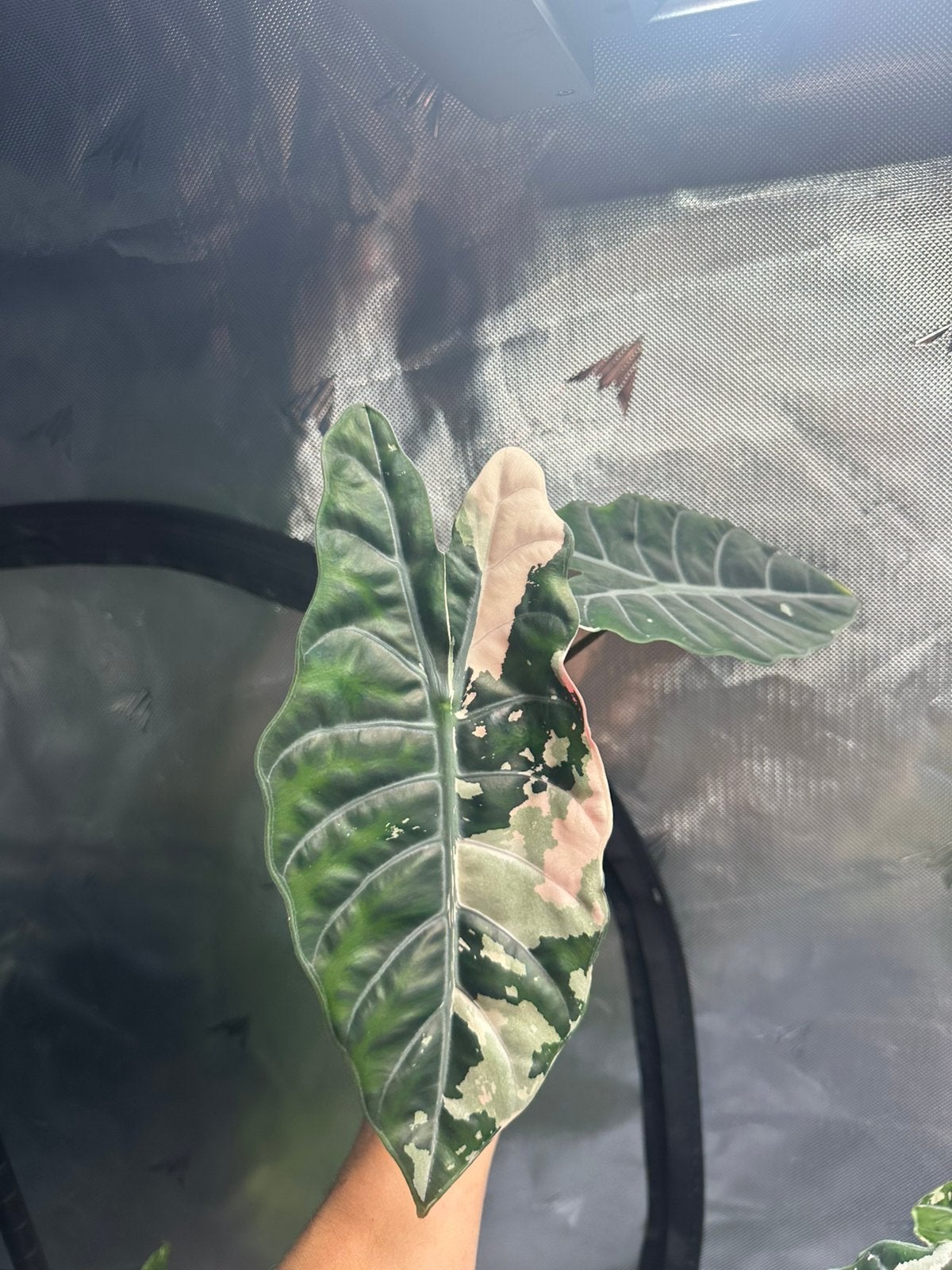 Alocasia chantrieri pink variegated, Ophalen of Verzenden