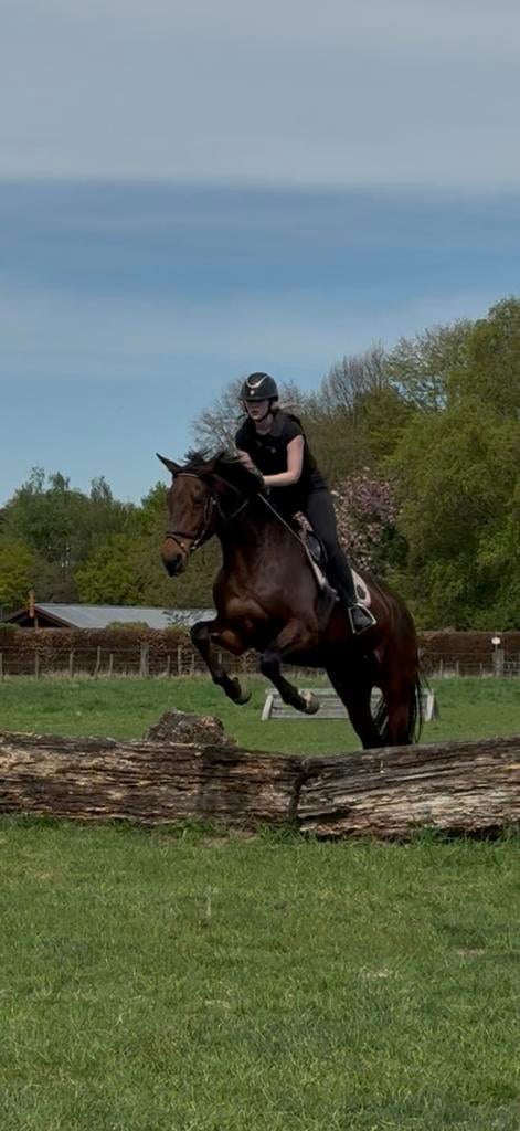 Lease/ bijrijd paard gezocht, bijrijder aangeboden!, Dieren en Toebehoren, Ophalen of Verzenden