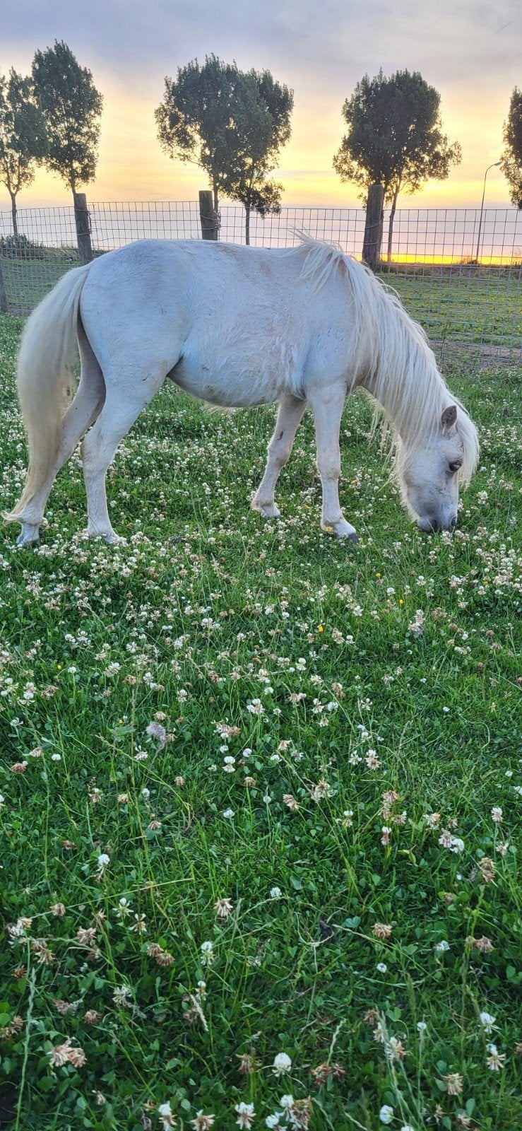 Nog enkele fraaie minipaardjes., Dieren en Toebehoren, Pony's, Meerdere dieren, A pony (tot 1.17m), 0 tot 2 jaar
