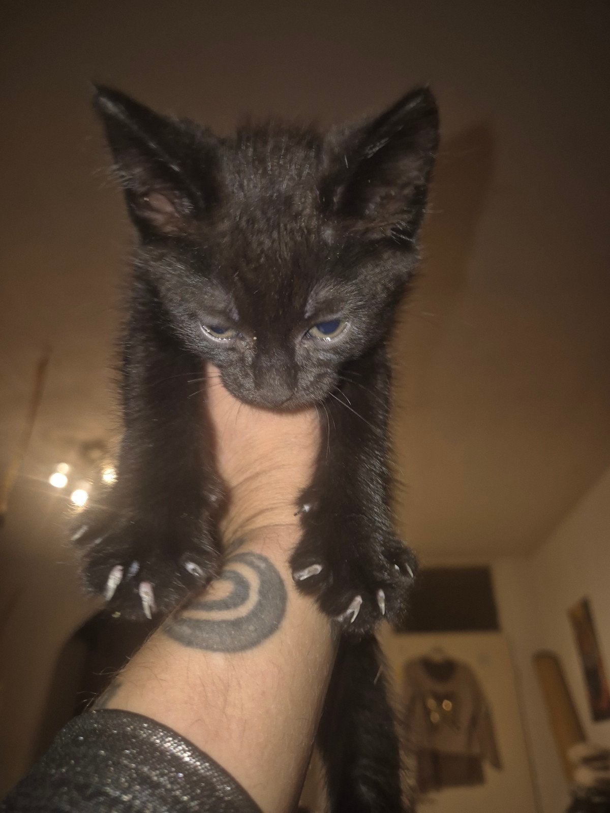 Kittens te koop, Meerdere dieren
