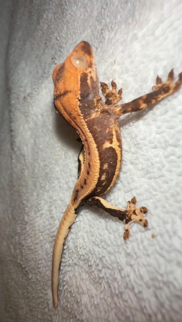 Wimpergekko baby ( lilly white ) Crested Gecko - unknown for sale from CrestieDragons