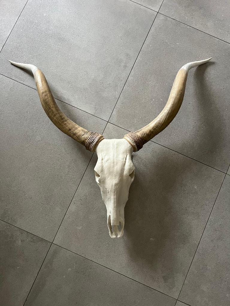 Super gave gewei/kop ‘Buffel’, Verzamelen, Dierenverzamelingen, Ophalen of Verzenden, Zo goed als nieuw, Hert, Gewei of Kop