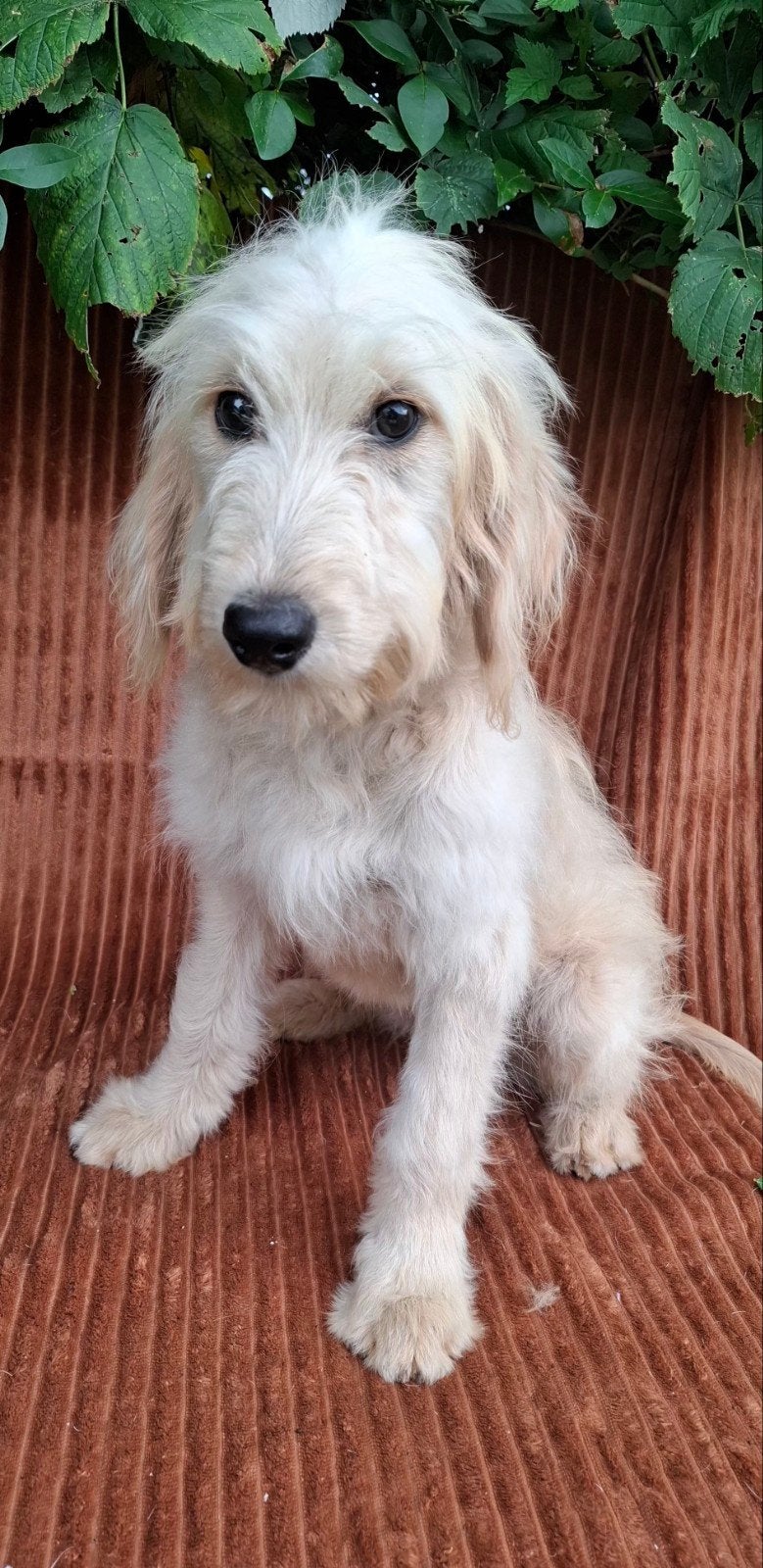Knappe golden doodle pupjes uit gezond geteste ouders, Dieren en Toebehoren, Parvo, 15 weken tot 1 jaar, Overige rassen, Teef