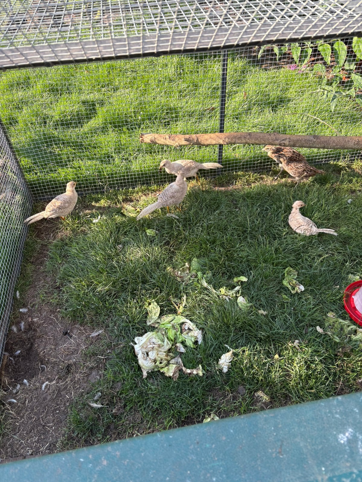 Fazanten verschillende soorten, Dieren en Toebehoren, Pluimvee, Meerdere dieren, Kip