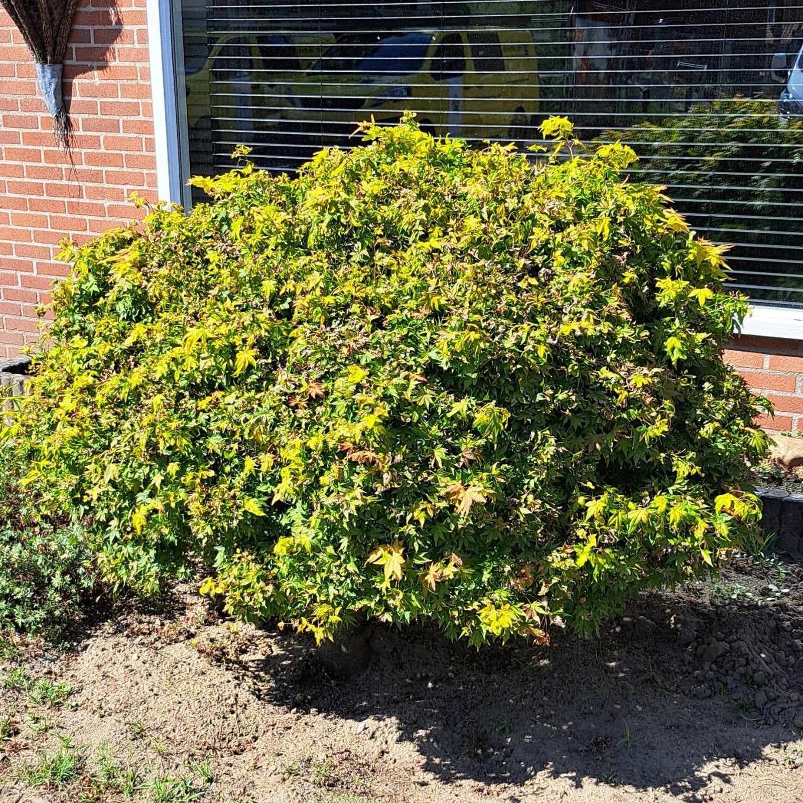 Japanse esdoorn (acer palmatum), Ophalen, Esdoorn, 100 tot 250 cm