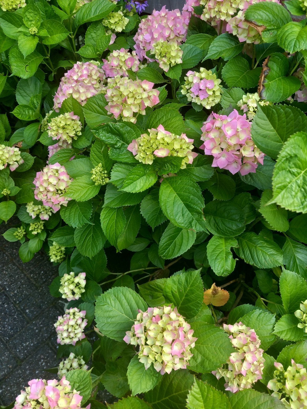 Hortensia's te koop, Tuin en Terras, Ophalen, Overige soorten, Halfschaduw