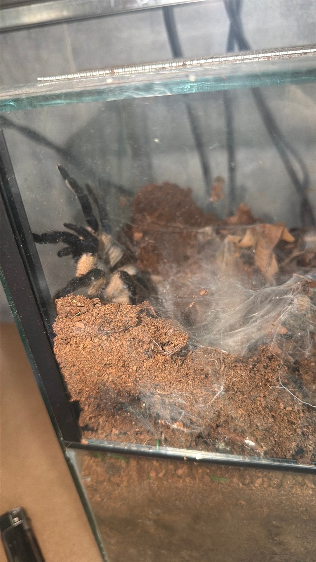 Monocentropus balfouri vrouw, Dieren en Toebehoren, Spin of Schorpioen