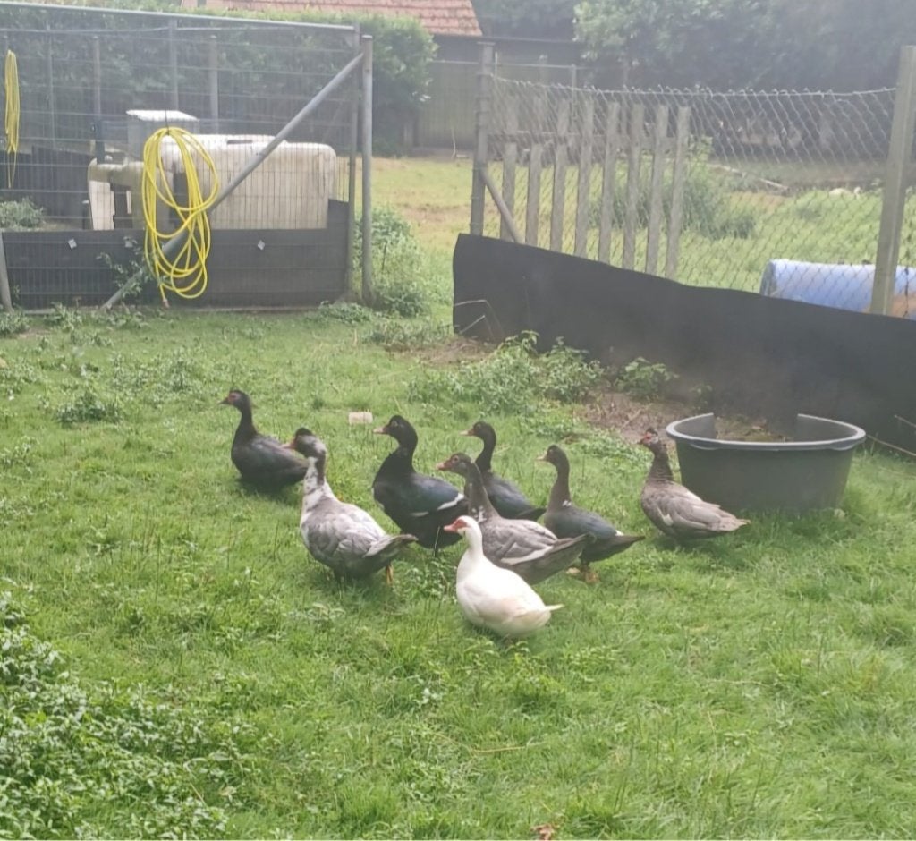 Muskuseenden, Kaapse Eenden, Barbarie-Eenden, Dieren en Toebehoren, Pluimvee, Meerdere dieren, Eend