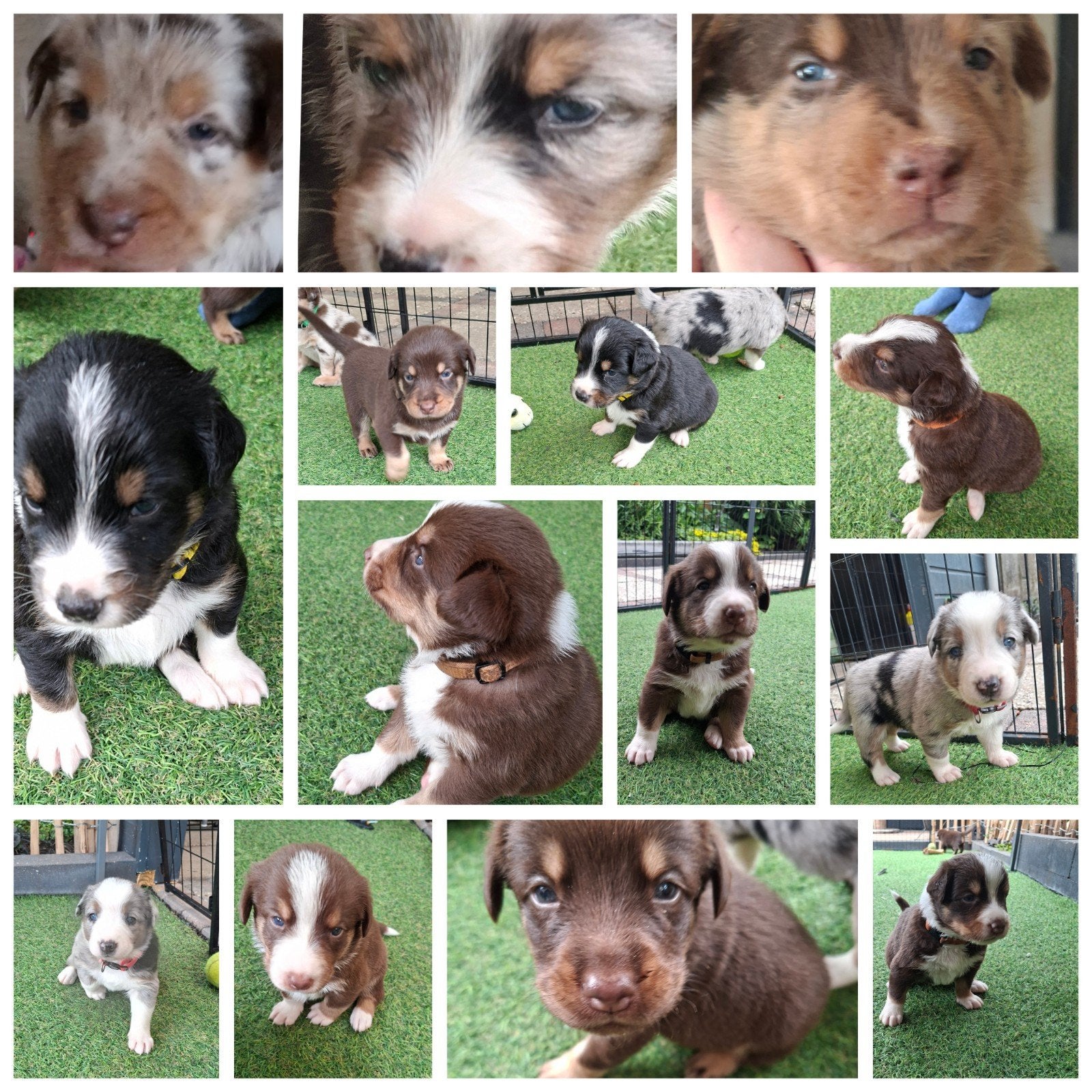 Australian shepherd pups (10)  7 reutjes 3 teefjes, Dieren en Toebehoren, 8 tot 15 weken, Parvo, Meerdere, Meerdere dieren