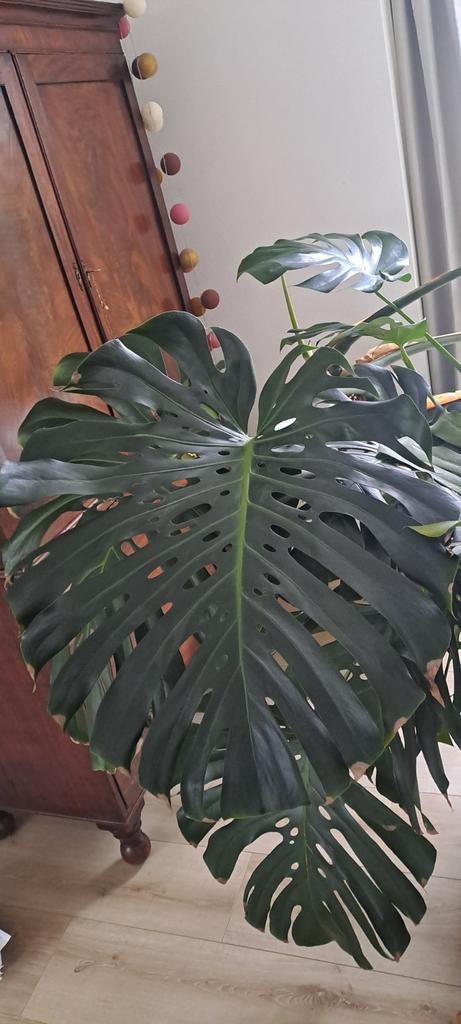 Monstera Kamerplant, Ophalen, 200 cm of meer, Overige soorten, Halfschaduw