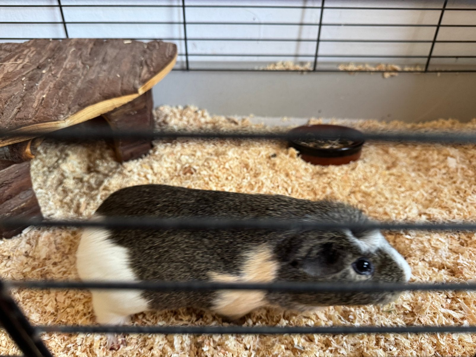 Lieve cavia (beertje) met kooi 75 cm, huisje, voer, Dieren en Toebehoren, Knaagdieren, Cavia, Mannelijk, Mei, Tam