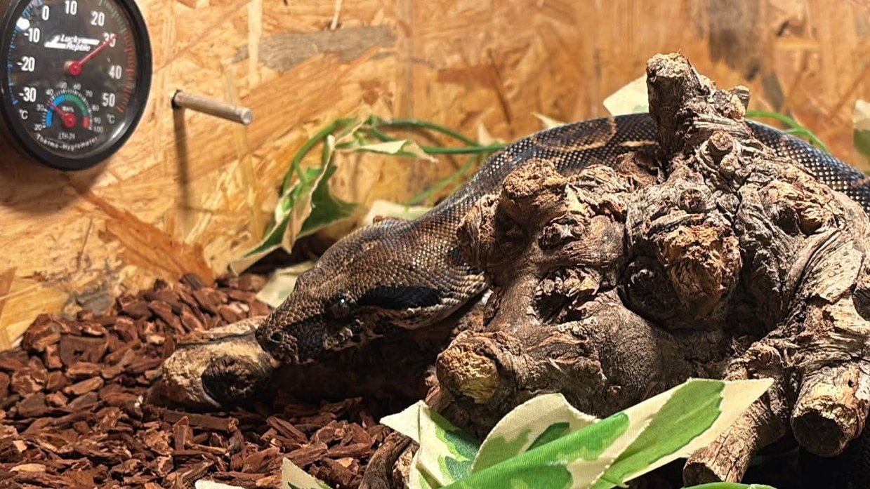 Mooie donkere boa imperator 0.1, Dieren en Toebehoren, Reptielen en Amfibieën, Slang, Tam, 3 tot 6 jaar