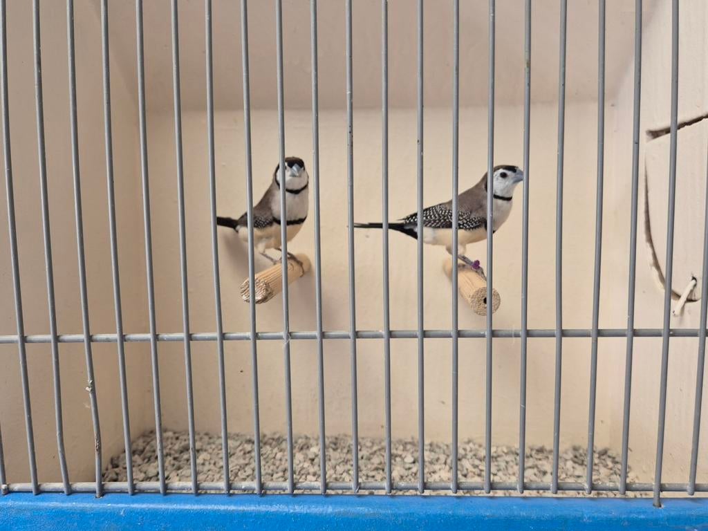 Verschillene koppels Bichenow astrildes, Dieren en Toebehoren, Vogels | Overige Vogels, Meerdere dieren