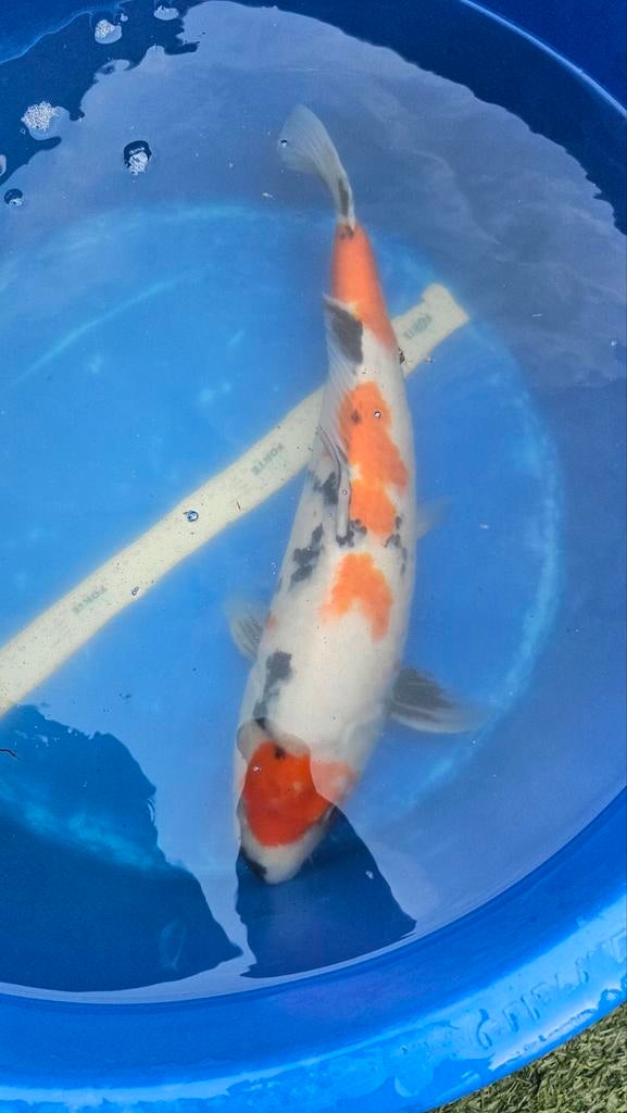 Koikarper Showa, Dieren en Toebehoren, Karper of Koi