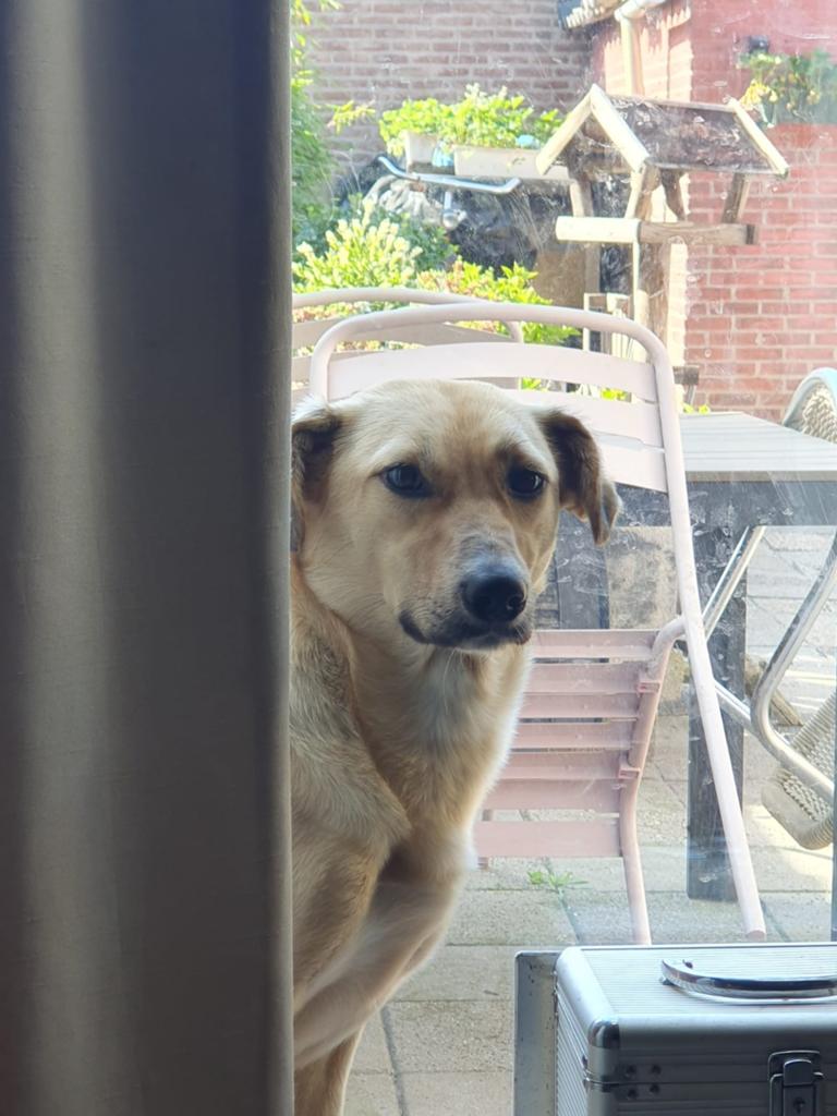 Britt zoek een lief huisje wie heeft er interesse, Particulier, 1 tot 2 jaar, Buitenland, Teef