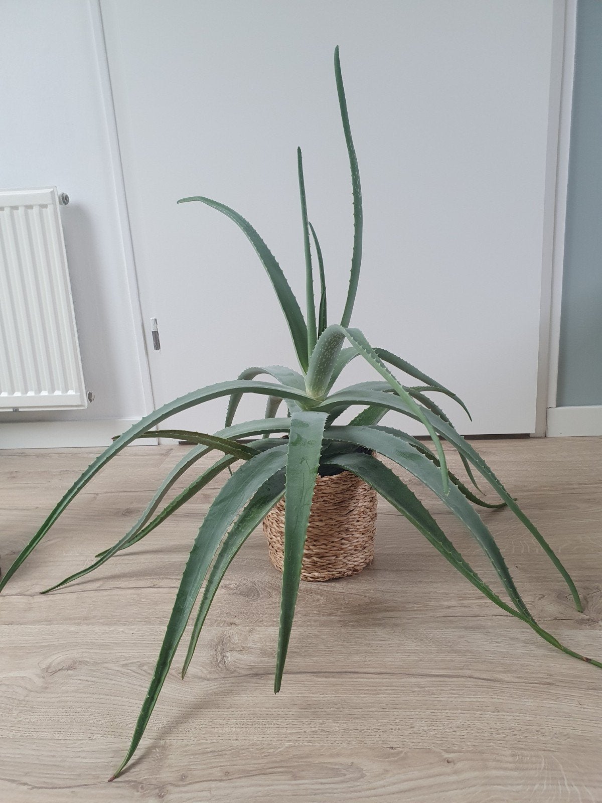 Grote Aloë Vera plant in pot, Ophalen, Vetplant, Halfschaduw, In pot