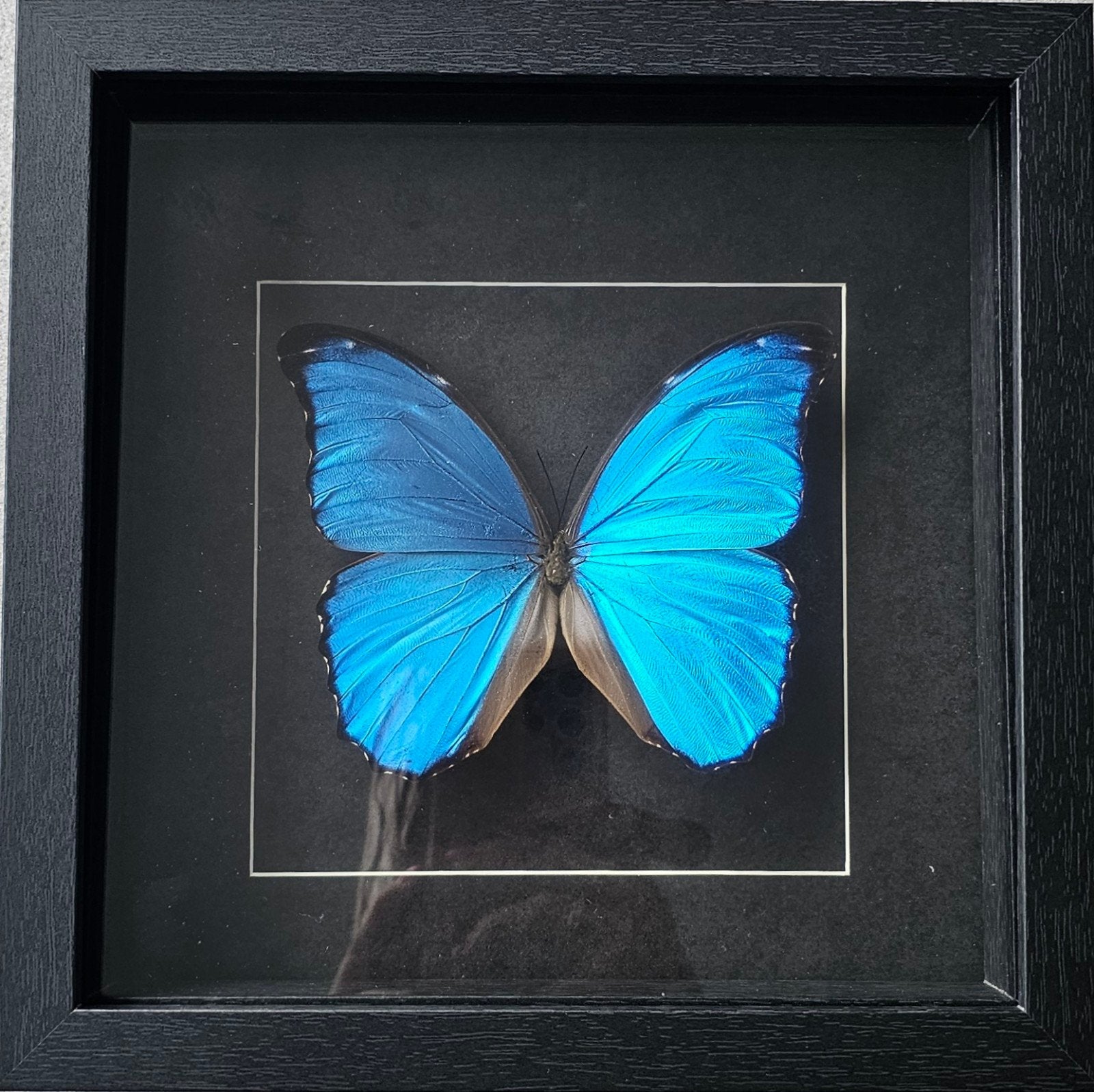 Opgezette Morpho Didius vlinder in lijst - Prachtig blauw, Ophalen of Verzenden, Nieuw, Insect, Opgezet dier