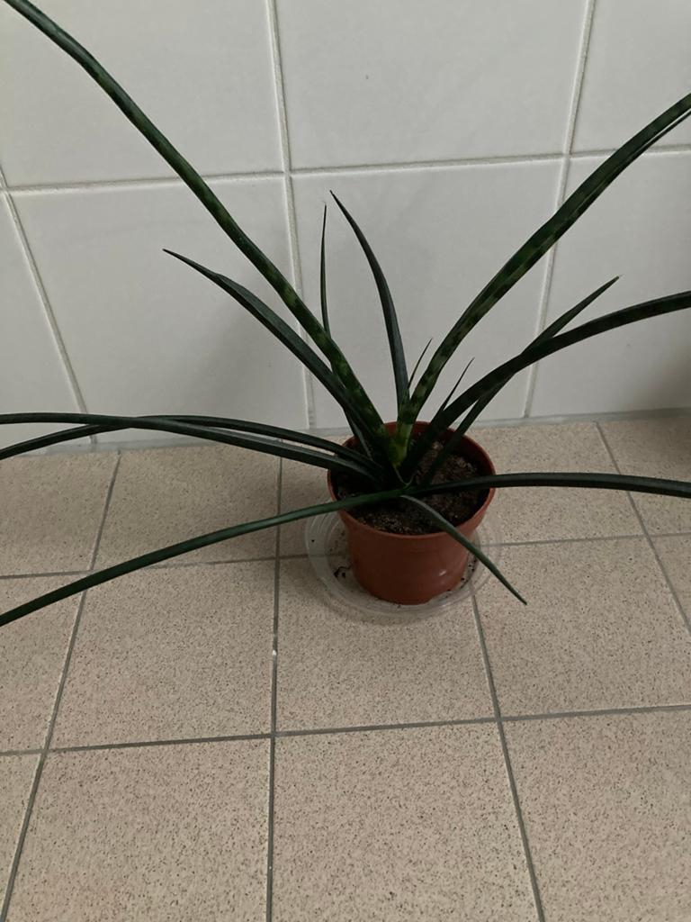 Sansevieria Cylindrica - Vrouwentong plant in pot, Overige soorten, In pot, Minder dan 100 cm, Groene kamerplant