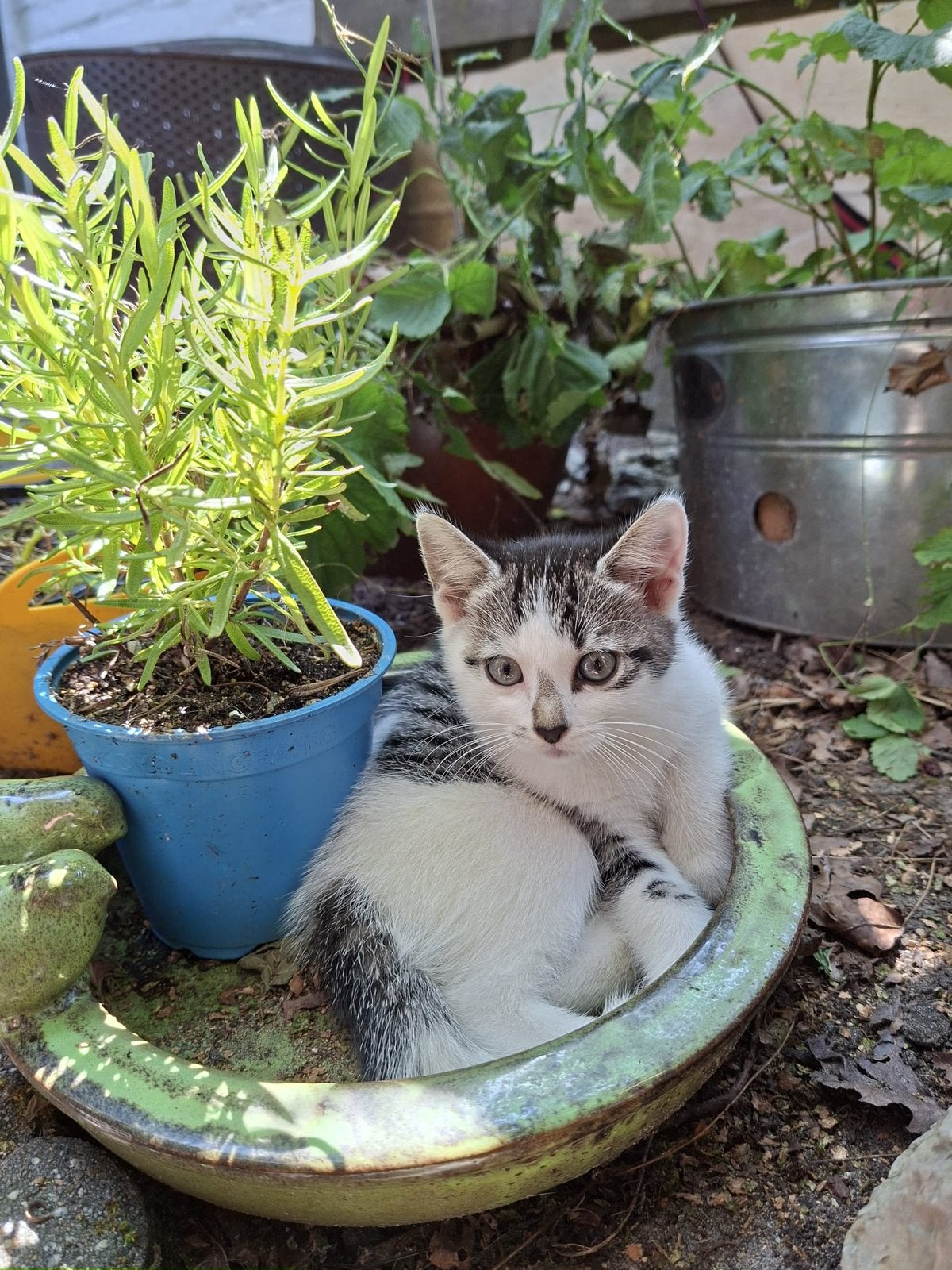 Kitten, Dieren en Toebehoren, Katten en Kittens | Overige Katten, Meerdere dieren, Kortharig, 0 tot 2 jaar