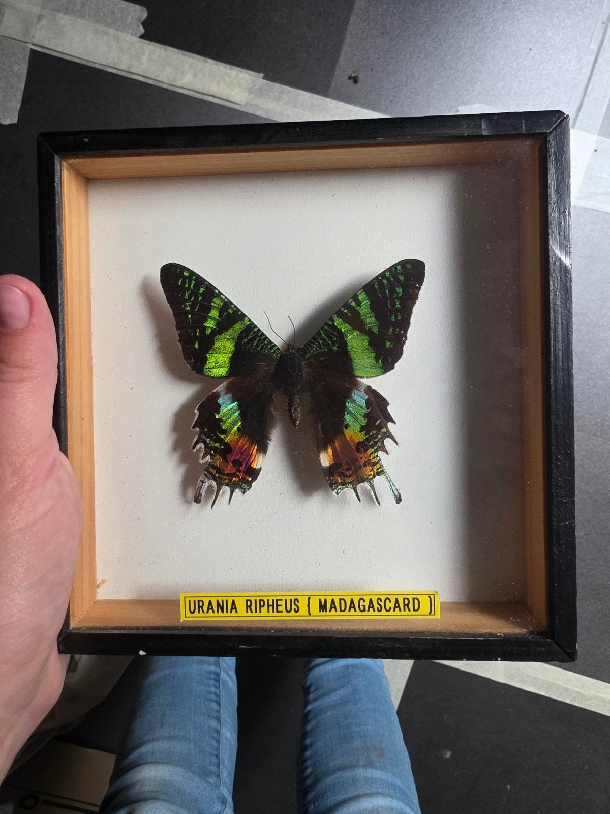 Vlinder, Ophalen of Verzenden, Insect, Opgezet dier