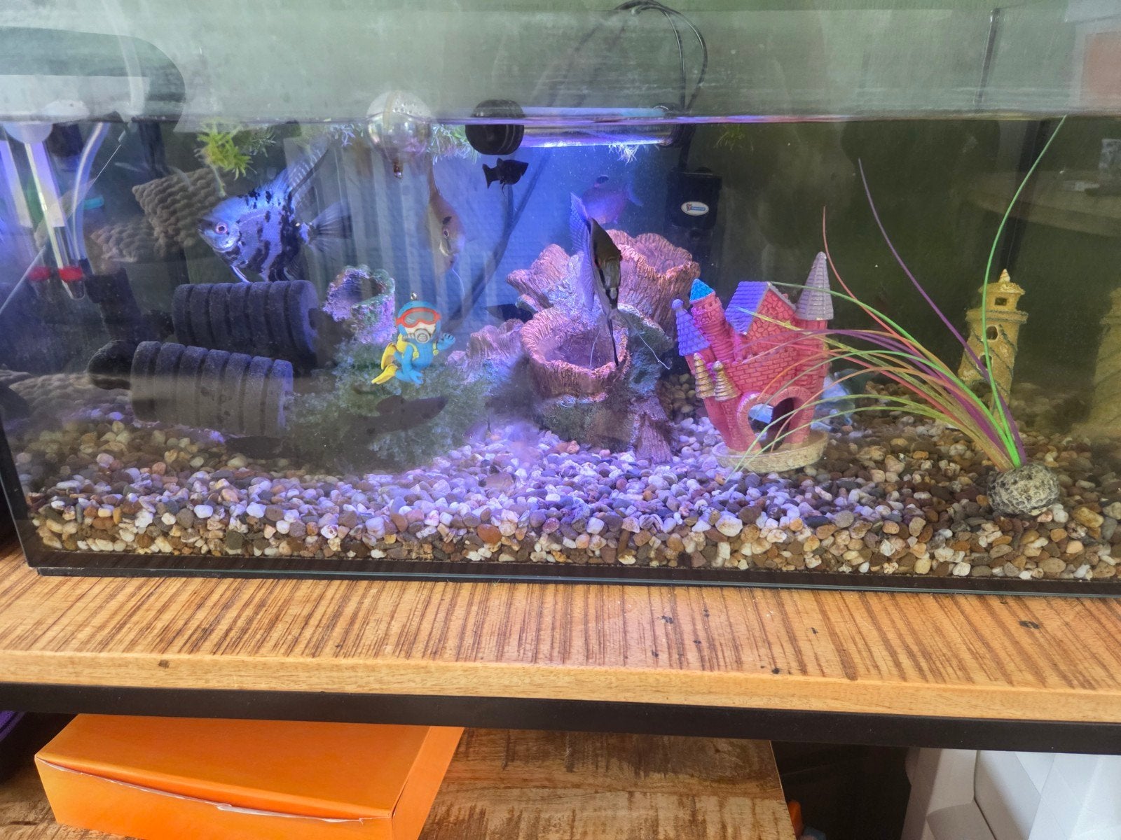 hele mooie zgan aquarium met prachtige vissen, Dieren en Toebehoren, Vis, Zoetwatervis