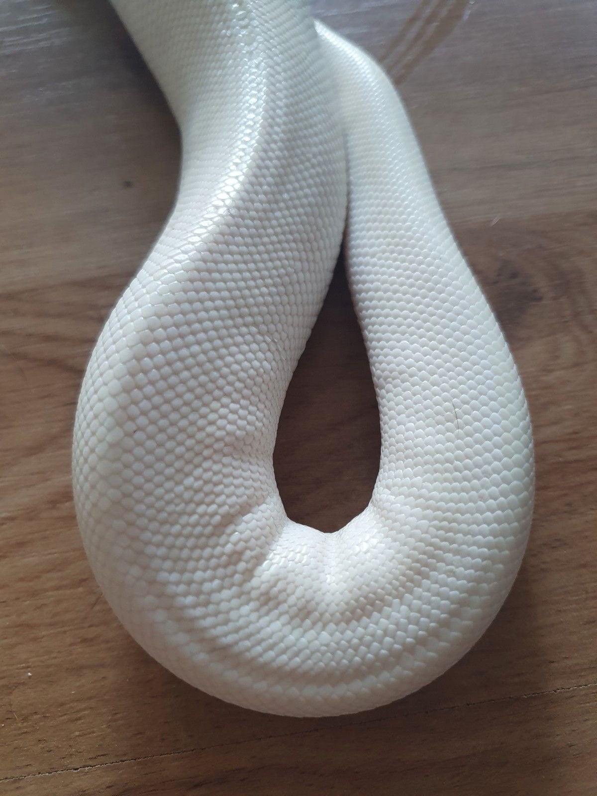 Diverse reptielen te koop, Dieren en Toebehoren, Reptielen en Amfibieën, 0 tot 2 jaar