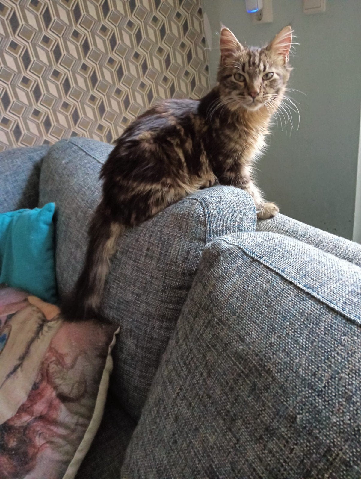 Maine Coon kittens, Dieren en Toebehoren, Meerdere dieren, Ontwormd, 0 tot 2 jaar