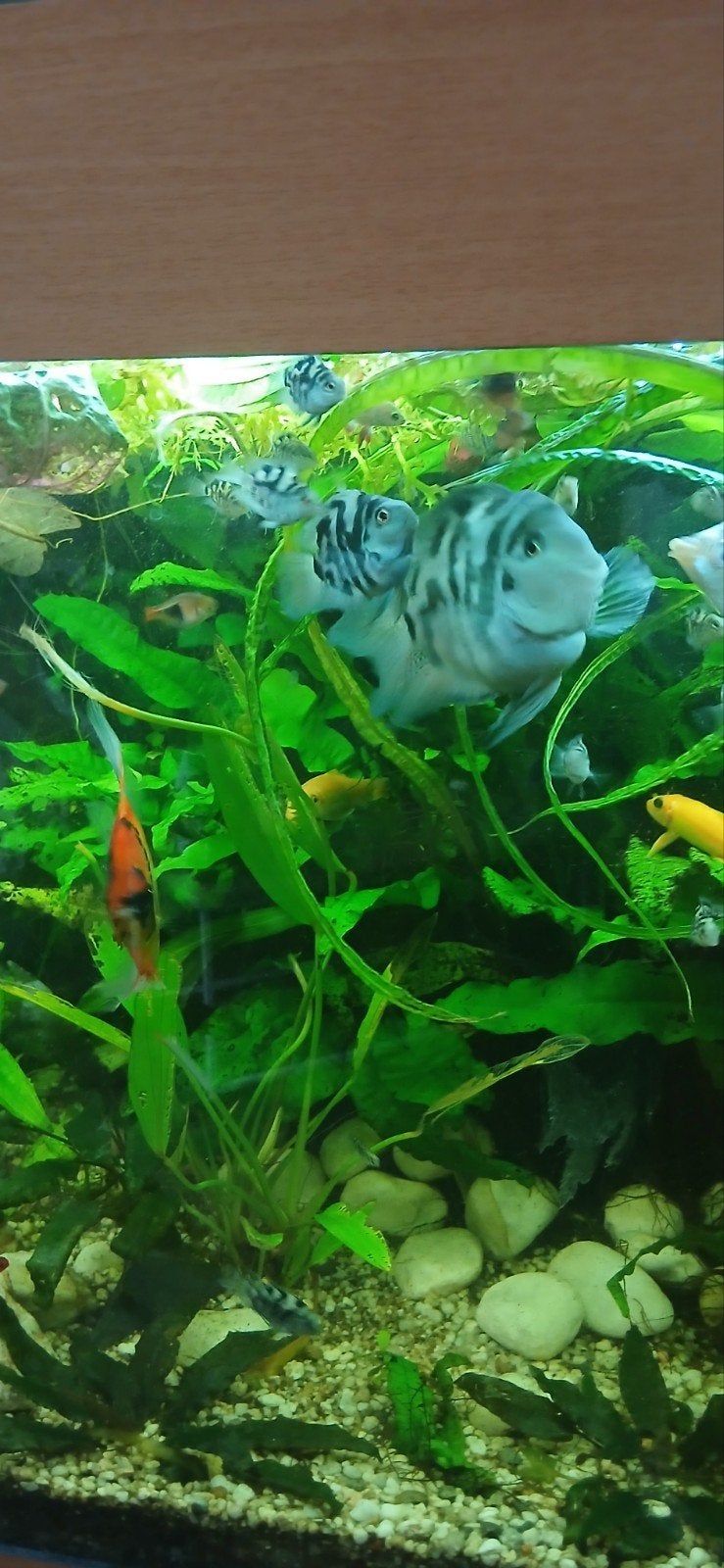 Polar Blue Parrot Cichlid, Vis