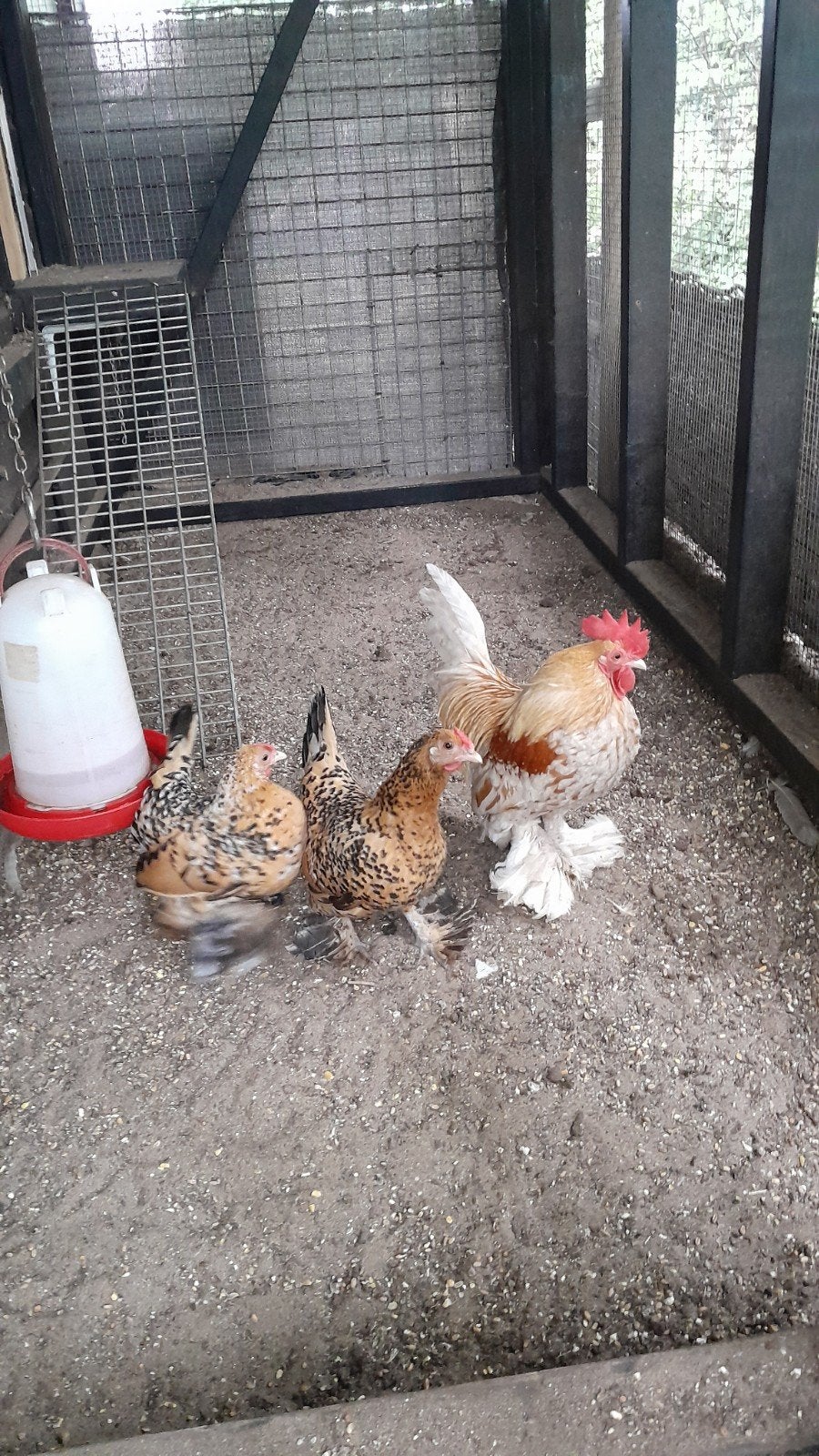Sabelpoot haan met 2 hennen, Dieren en Toebehoren, Meerdere dieren, Kip