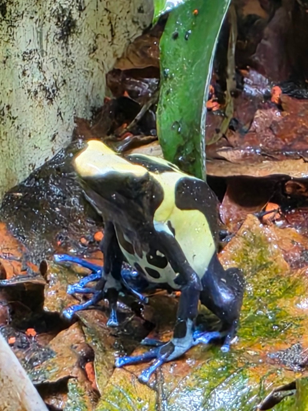 dendrobates tinctorius nikita Frog photo 2