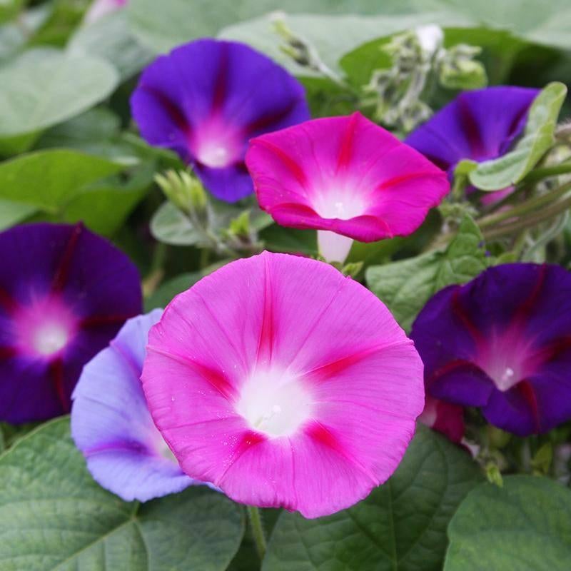 Zaailing Klimmende winde (Ipomoea purpurea) EENJARIG, Ophalen, Volle zon, Eenjarig, Klimplanten