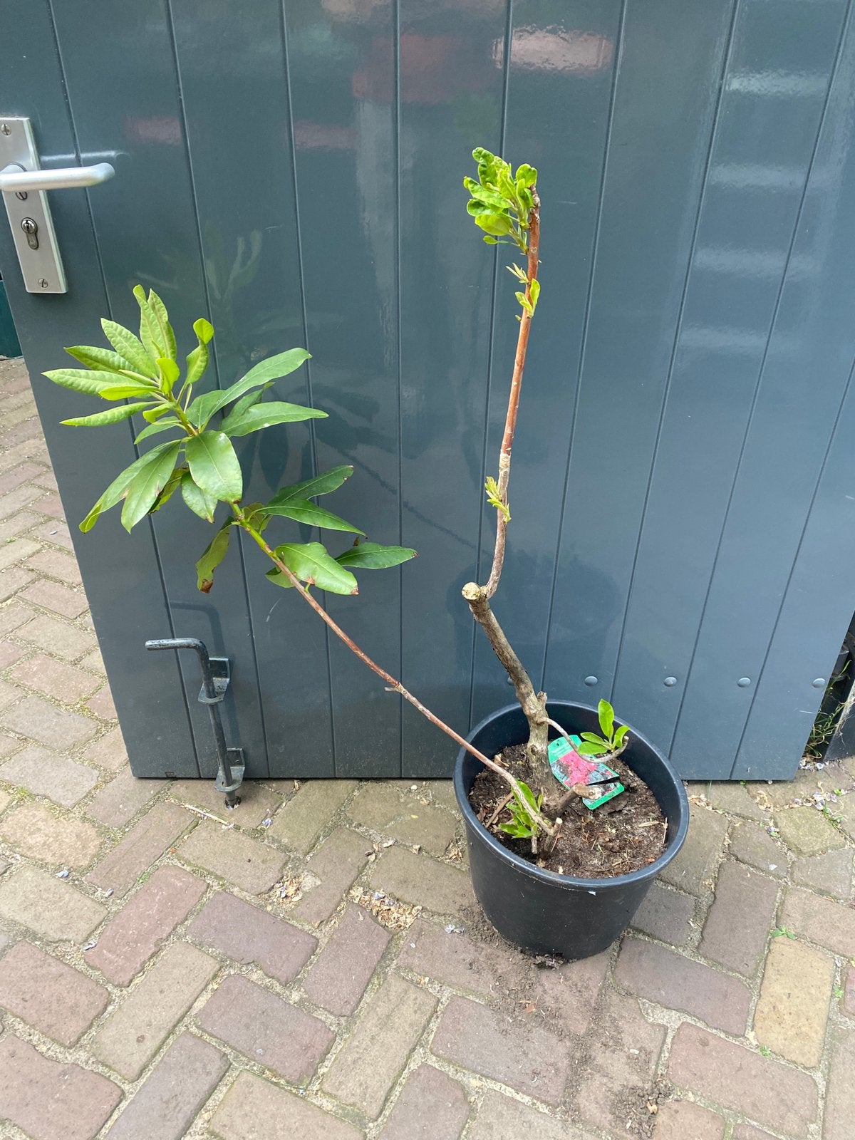 Rhododendron ‘Nova Zembla’, Ophalen, Vaste plant, Overige soorten, Halfschaduw