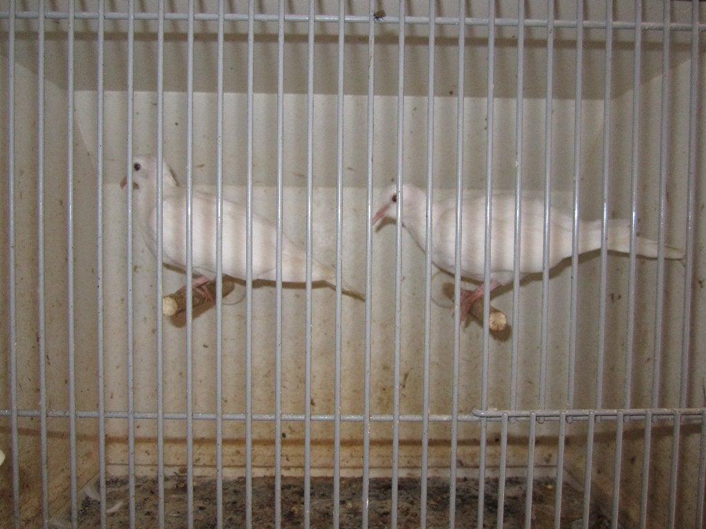 Te Koop koerduif/Lachduif/Tortelduif, Dieren en Toebehoren, Vogels | Duiven, Geslacht onbekend, Tortelduif