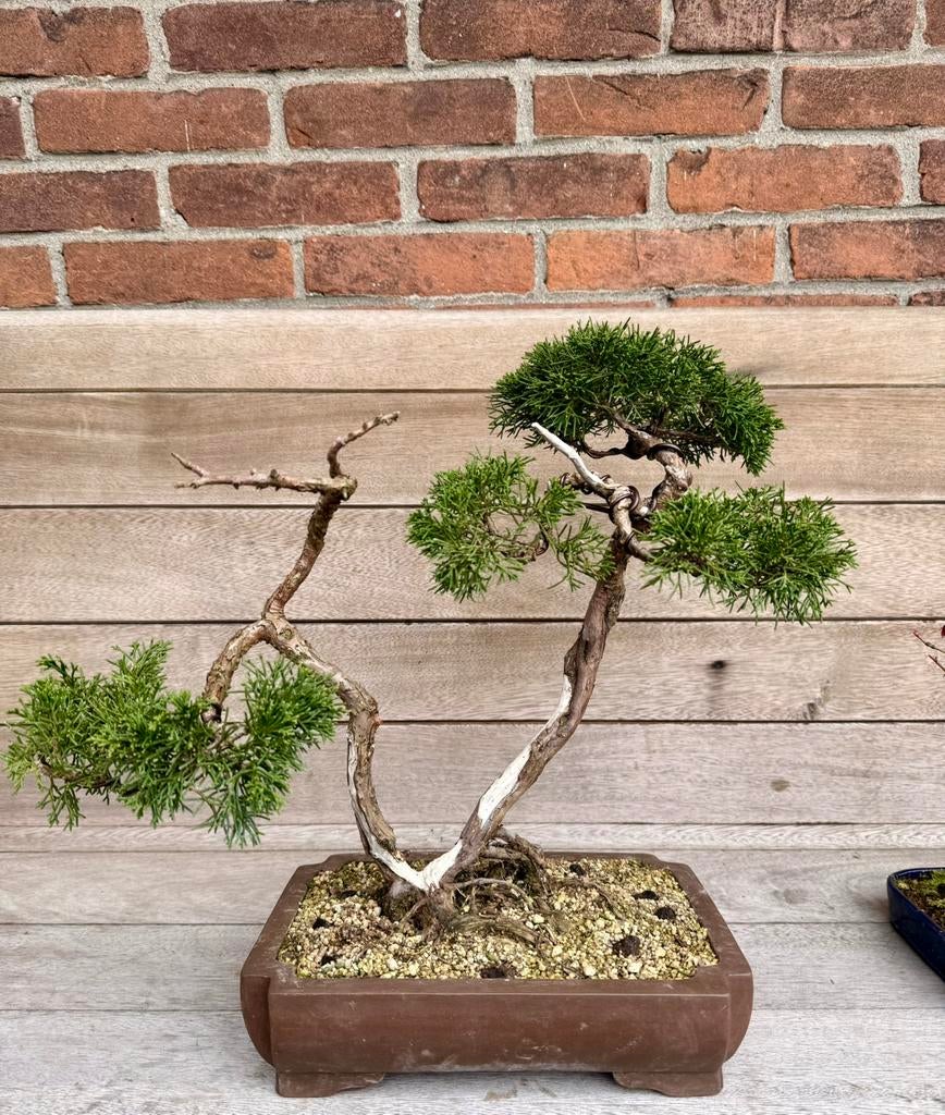 Juniperus Chinensis Bonsai, Overige soorten, Volle zon, Vaste plant, Ophalen of Verzenden