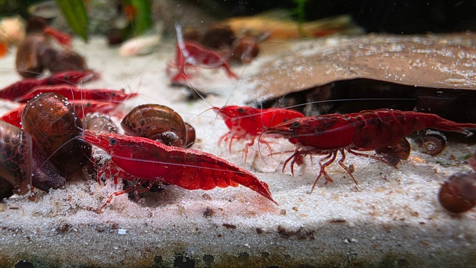 FIRE RED  neocaridina garnalen rood hoge kwaliteit!, Kreeft, Krab of Garnaal, Zoetwatervis, Schoolvis