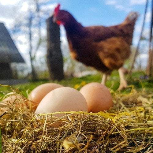 MOOIE JONGE BRUINE LEGHENNEN /INNAME OUDE KIPPEN MOGELIJK, Vrouwelijk, Kip