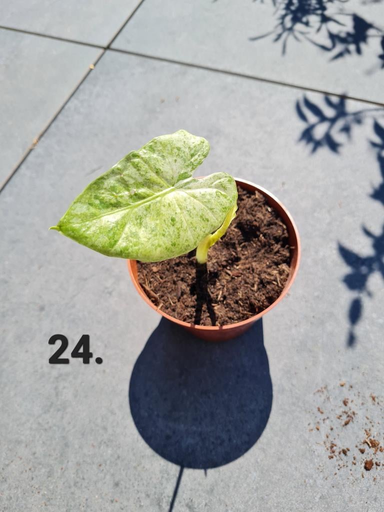 Alocasia macrorrhiza splash, 20 cm hoog, Huis en Inrichting, Ophalen of Verzenden, Halfschaduw, Minder dan 100 cm