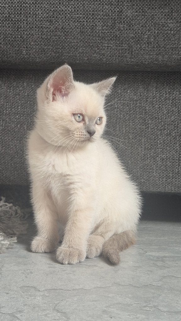 MOGEN HET NEST UIT! Ras zuivere, gezonde britse korthaar, Meerdere dieren, Met stamboom, 0 tot 2 jaar