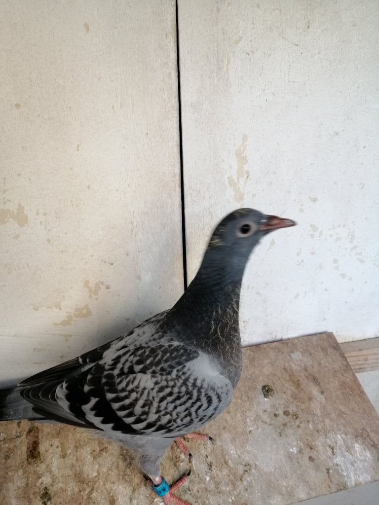 Mooi gebouwd jong uit mijn enige kweekkoppel duiven, Dieren en Toebehoren, Vogels | Duiven, Geslacht onbekend, Postduif