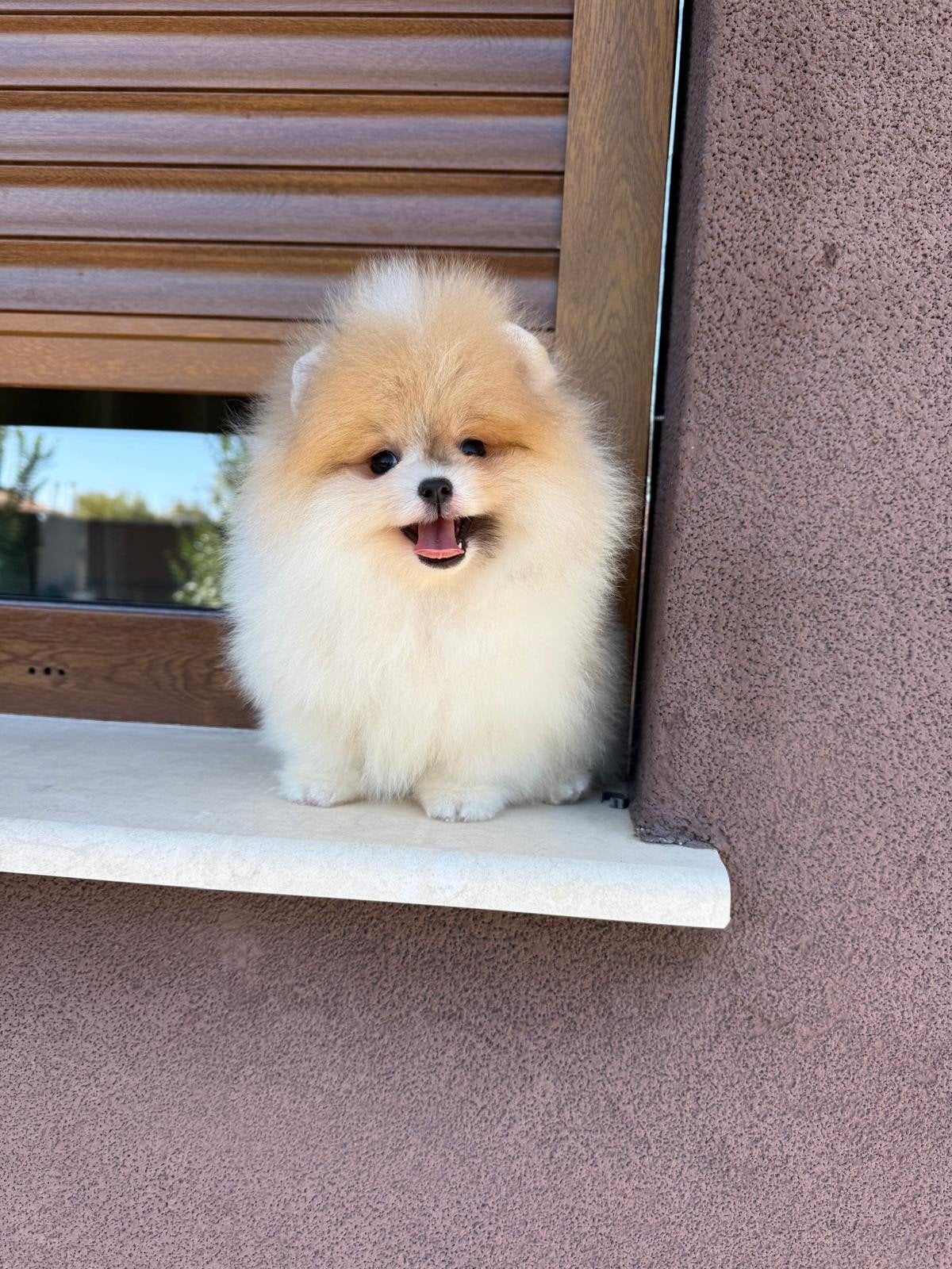 Pomerian Pomeriaan Dwergkees puppy, Overige rassen, 8 tot 15 weken, Buitenland, Meerdere