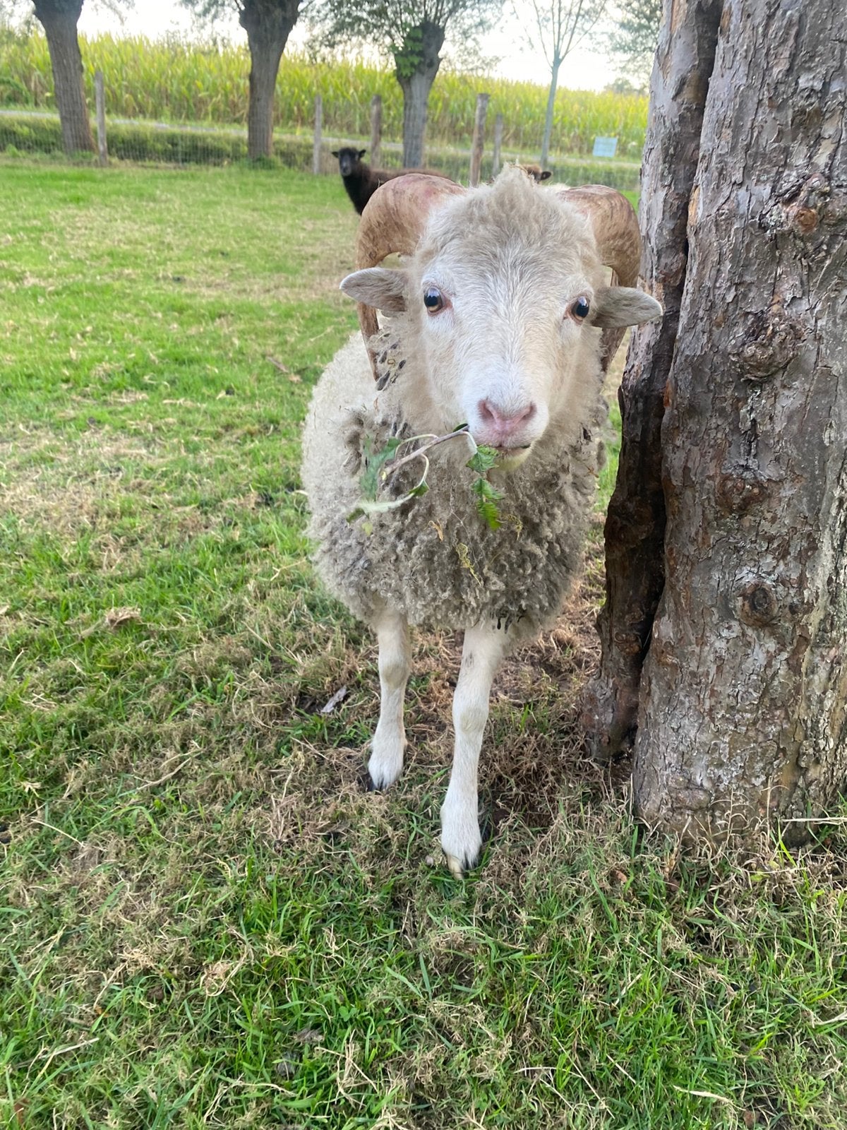 Ouessant ram, Dieren en Toebehoren, Mannelijk, Schaap