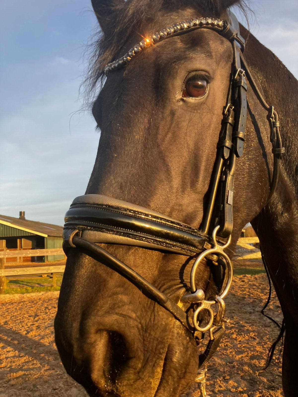 Cavaleros dressuur hoofdstel, Ophalen of Verzenden, Full, Dressuur, Hoofdstel