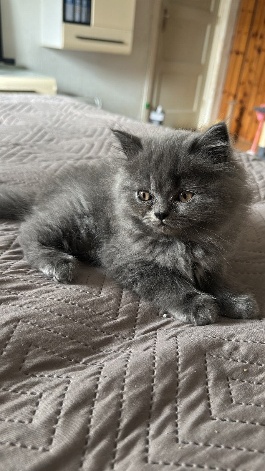 Britse langhaar Kitten, Kater, 0 tot 2 jaar