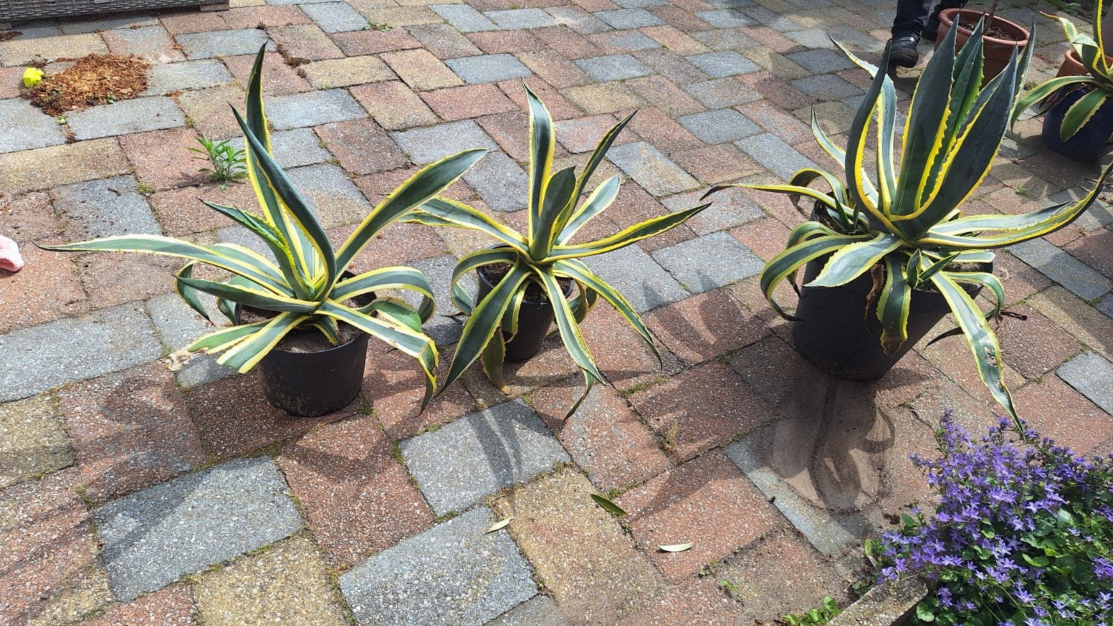 Agave planten - Groot en klein, Ophalen, Bloeit niet, Overige soorten, Volle zon